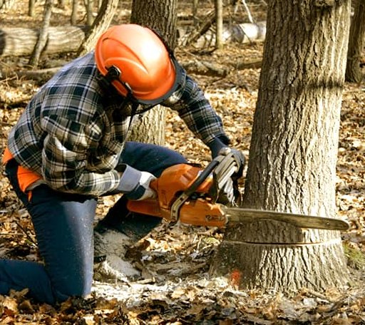 Tree Removal in Eckert, CO